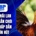 Đá Gà Thái Lan 888P – Sân Chơi Uy Tín, Hấp Dẫn Và Cuốn Hút