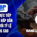 đá gà trực tếp hôm nay