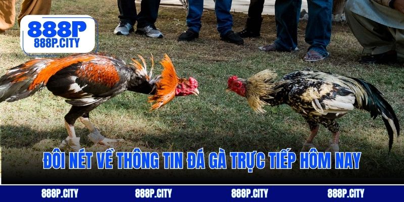 Đôi nét về thông tin đá gà trực tiếp hôm nay